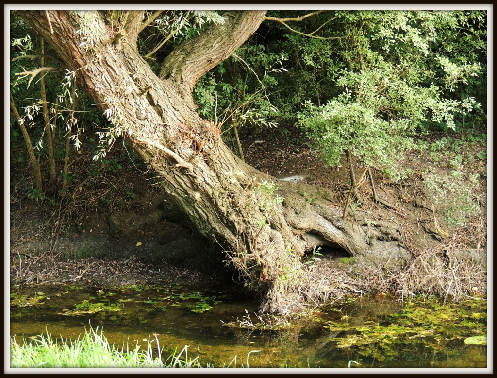 Tree by the brook by rosiekind