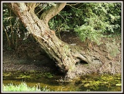 19th Sep 2012 - Tree by the brook