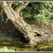Tree by the brook by rosiekind