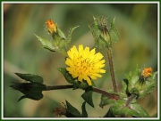 19th Sep 2012 - Wild flower
