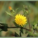 Wild flower by rosiekind