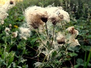 18th Sep 2012 - Corpse Cobwebbed Flowers