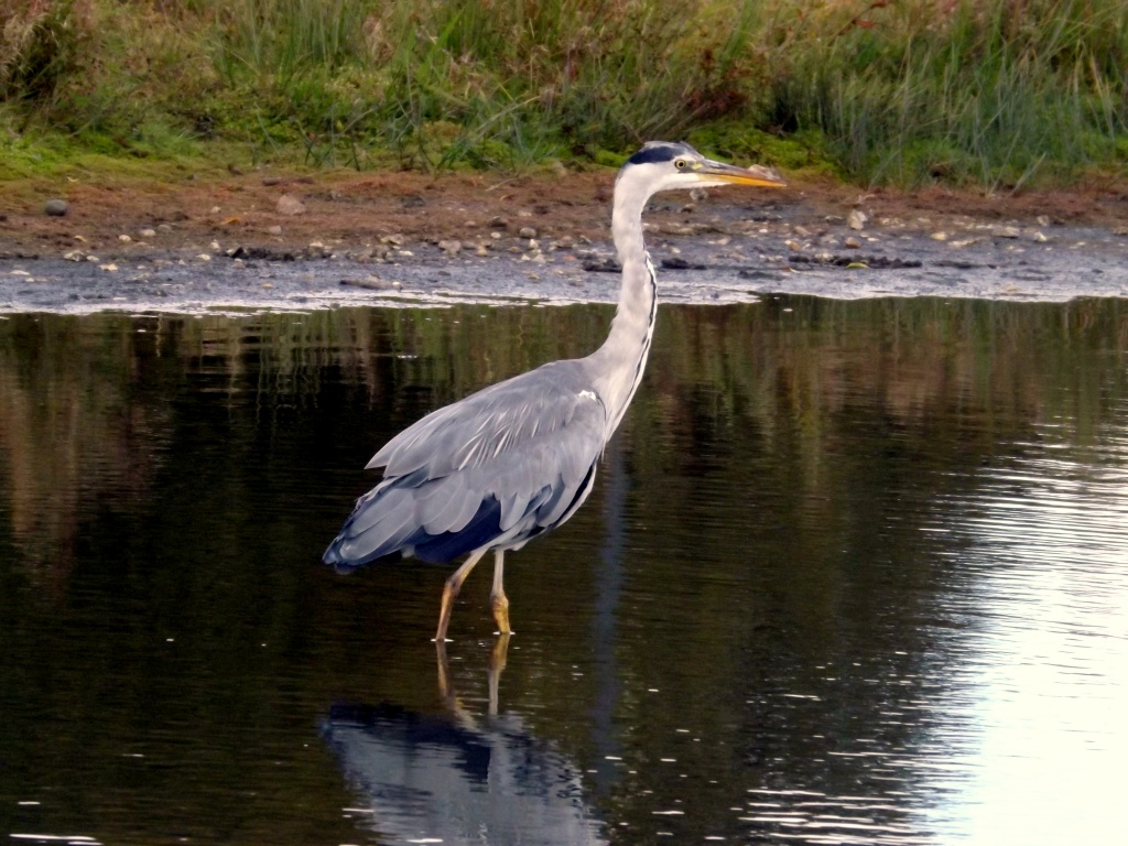 The Heron of Wimbledon Common by emma1231