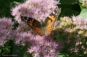 19th Sep 2012 - Last of the Butterflies