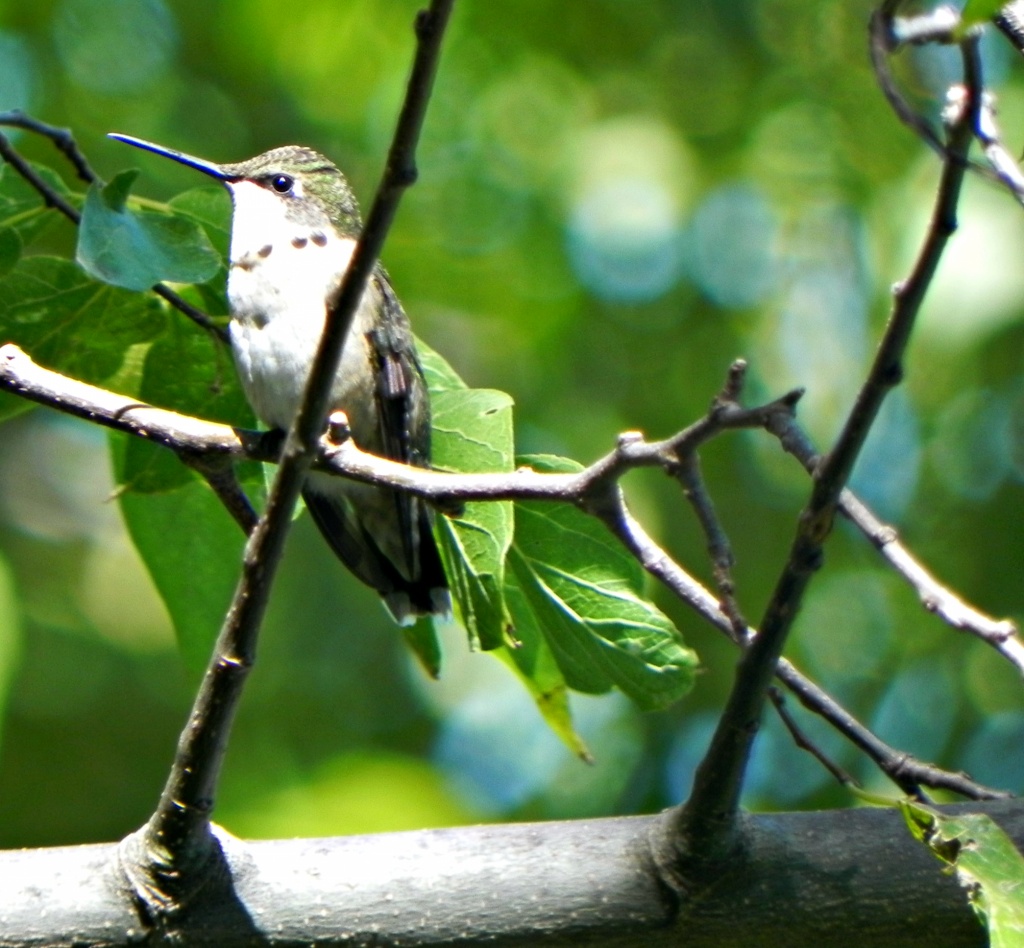 Female Hummingbird  by mej2011