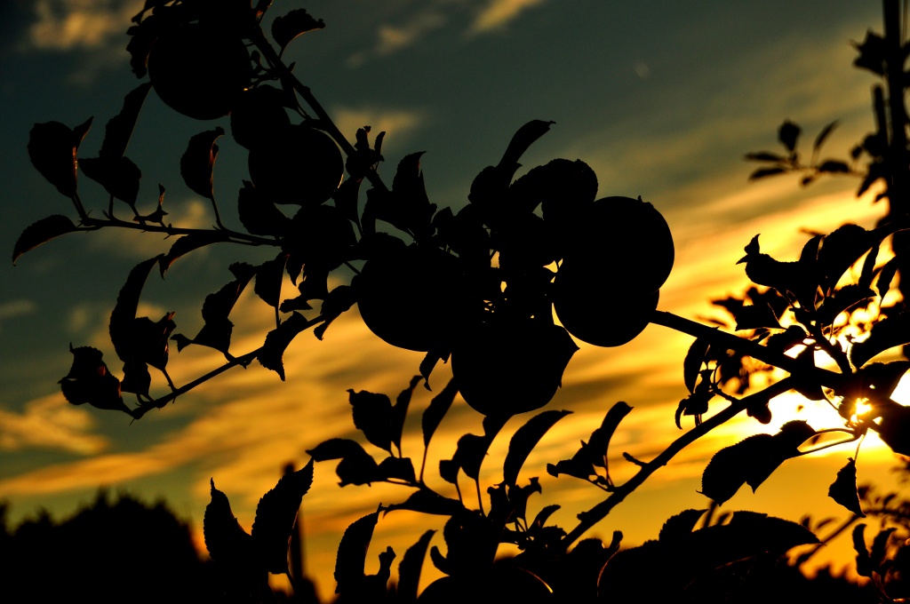 Apple Orchard at Sundown by jayberg