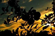 20th Sep 2012 - Apple Orchard at Sundown