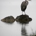 Grey Day, Blue Heron by sunnygreenwood