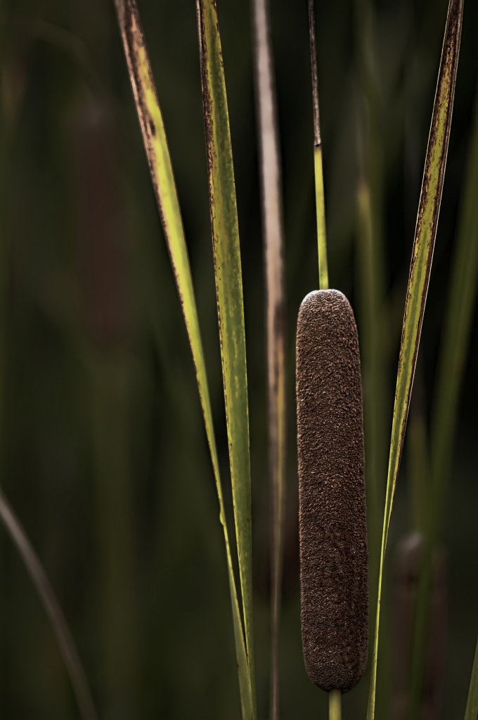 Cattail by lstasel
