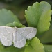 “Chlorochlamys phyllinaria” (Geometridae) by rhoing