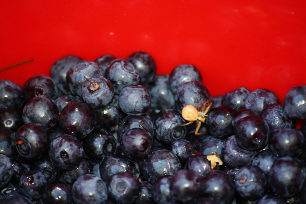 Bilberries and a stowaway IMG_8780 by annelis