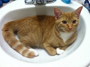 23rd Aug 2012 - In The Sink