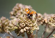 6th Aug 2012 - Seven-spot ladybird (Coccinella septempunctata), Seitsenpistepirkko  IMG_8867