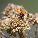 Seven-spot ladybird (Coccinella septempunctata), Seitsenpistepirkko  IMG_8867 by annelis