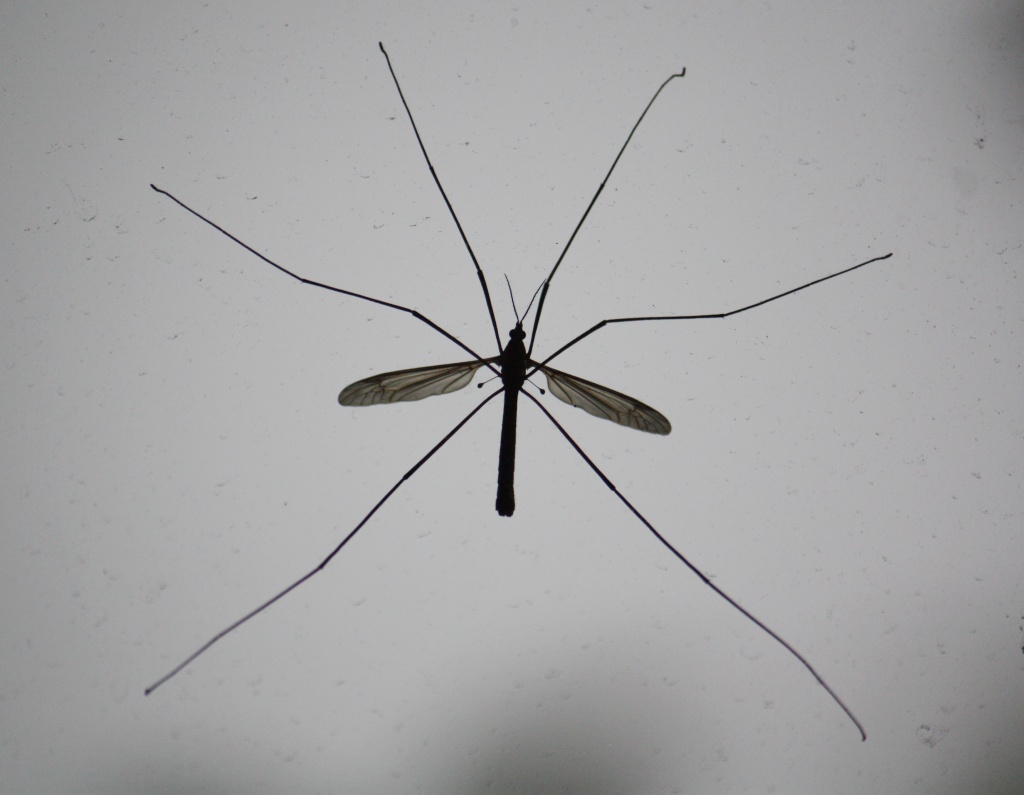 Crane fly behind the window IMG_8870 by annelis