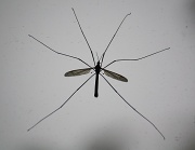 7th Aug 2012 - Crane fly behind the window IMG_8870