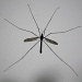 Crane fly behind the window IMG_8870 by annelis