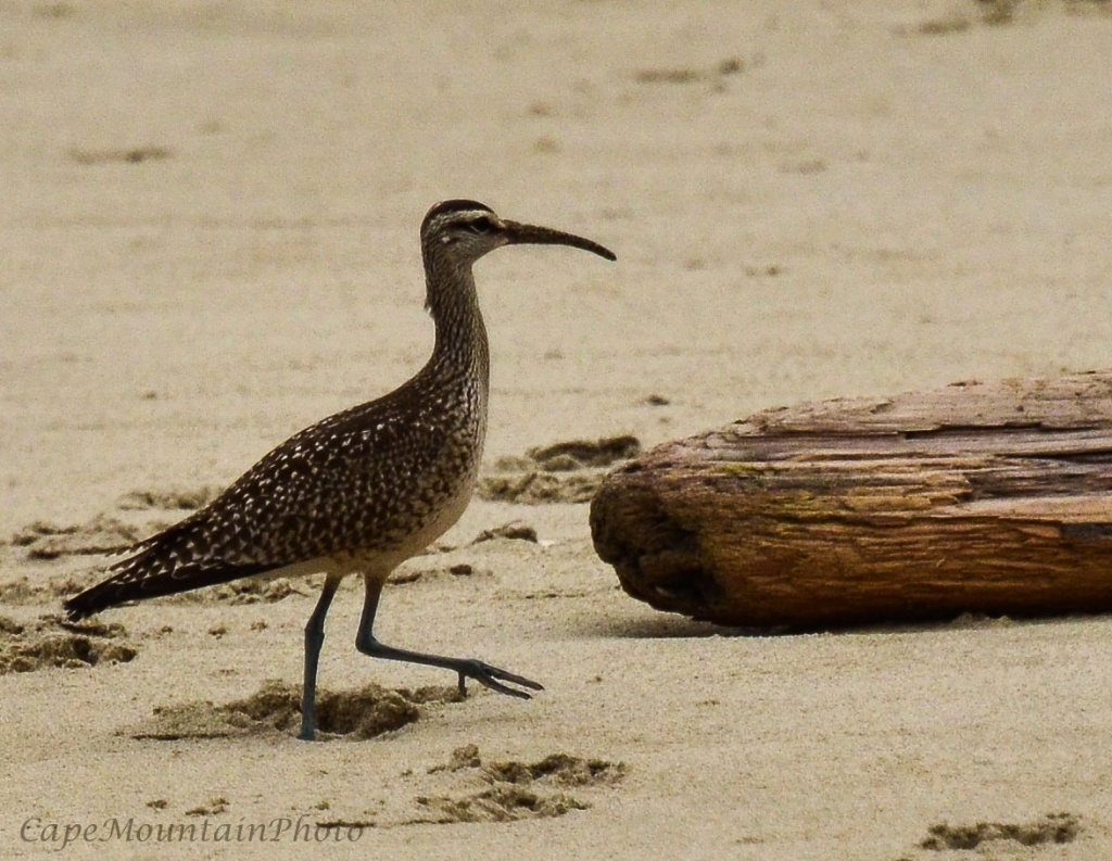 Whimbrel at the Beach by jgpittenger