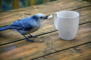 19th Sep 2012 - Having My Morning Coffee 