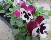 20th Sep 2012 - Day 4: Purple - pansies 'cassis'