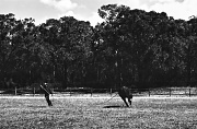 20th Sep 2012 - Cantering 