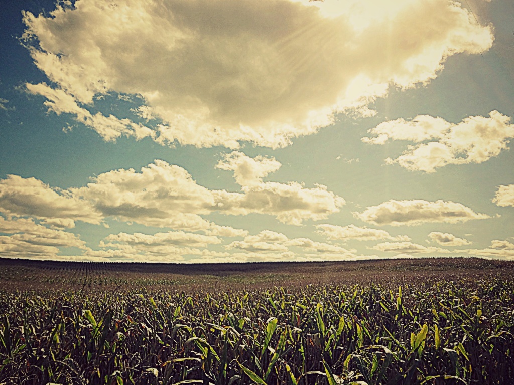 corn field by edie