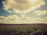 19th Sep 2012 - corn field