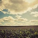 corn field by edie