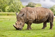 20th Sep 2012 - White Rhino