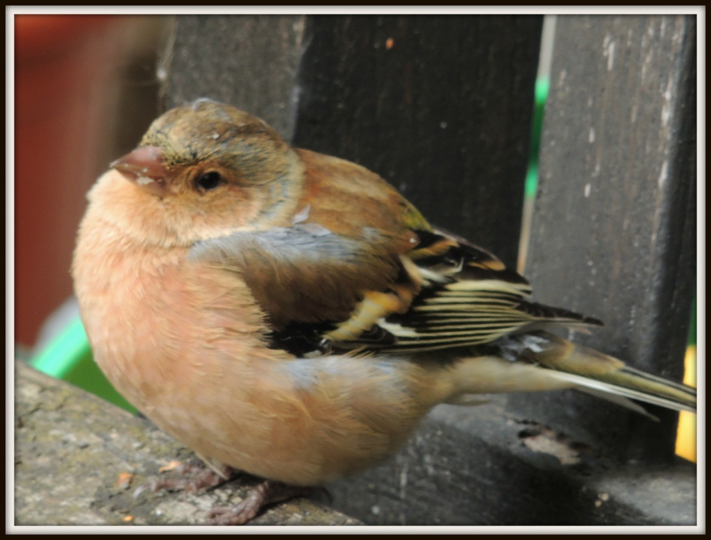 Another sick chaffinch by rosiekind