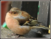 20th Sep 2012 - Another sick chaffinch