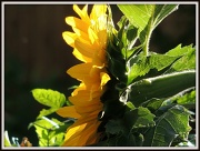 20th Sep 2012 - Sunflower