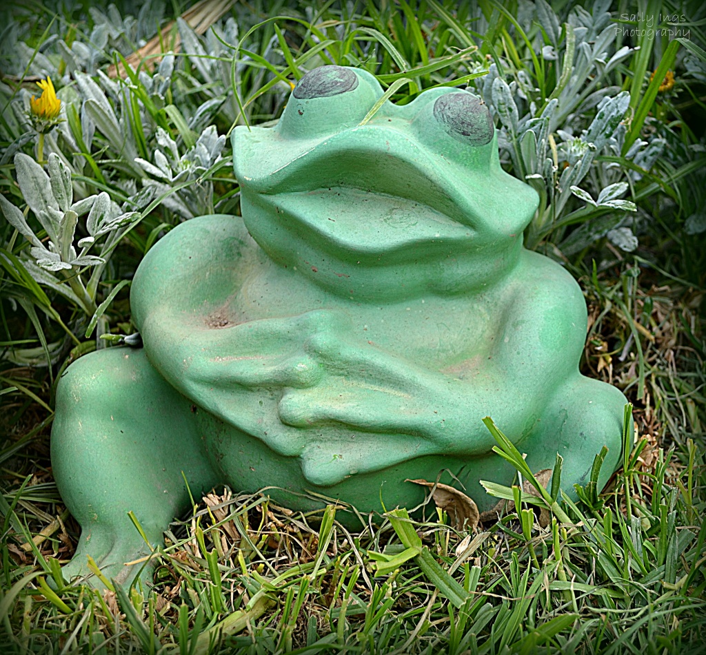 Garden Frog by salza