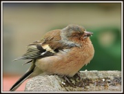 17th Sep 2012 - Poor little bird