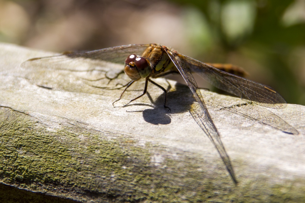 Dragonfly by natsnell