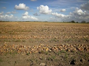 19th Sep 2012 - The crying fields 
