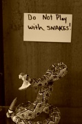 18th Sep 2012 - Rattle snake!