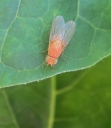 21st Sep 2012 - Narančasta mušica