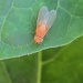 Narančasta mušica by vesna0210