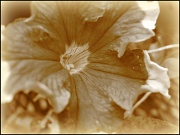 20th Sep 2012 - Sepia Petunia