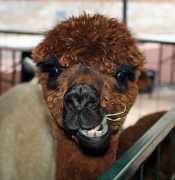 21st Sep 2012 - Loveable Alpaca