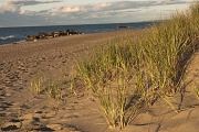 15th Sep 2012 - Beach grass before sunset