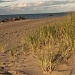 Beach grass before sunset by ggshearron