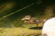 21st Sep 2012 - Baby Duck