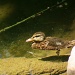 Baby Duck by kerristephens