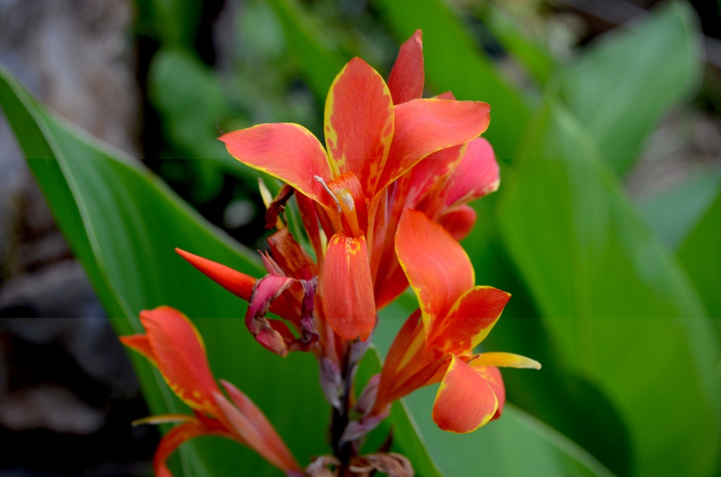 Canna lily by congaree