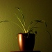 Plant by berend