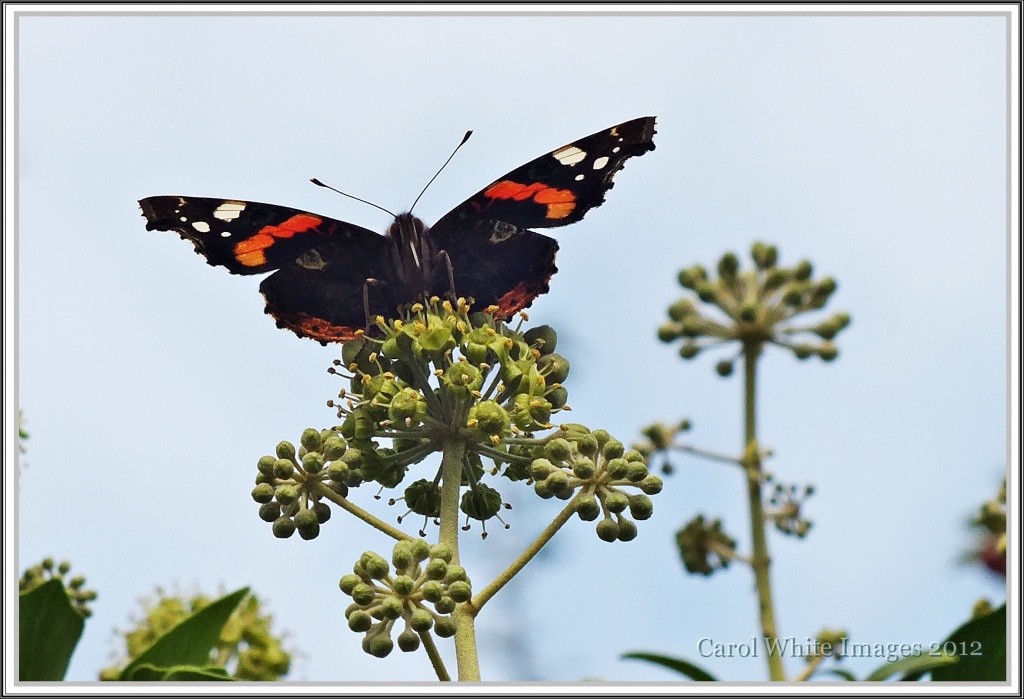 Red Admiral 1 by carolmw