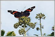 21st Sep 2012 - Red Admiral 1
