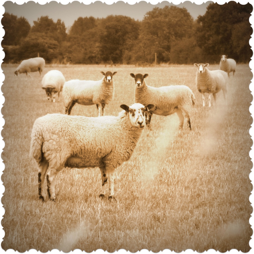 Sepia sheep by filsie65